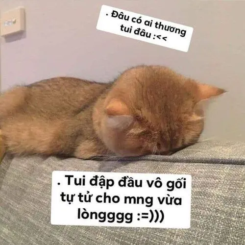 Meme là một hình ảnh hài hước và tình cảm