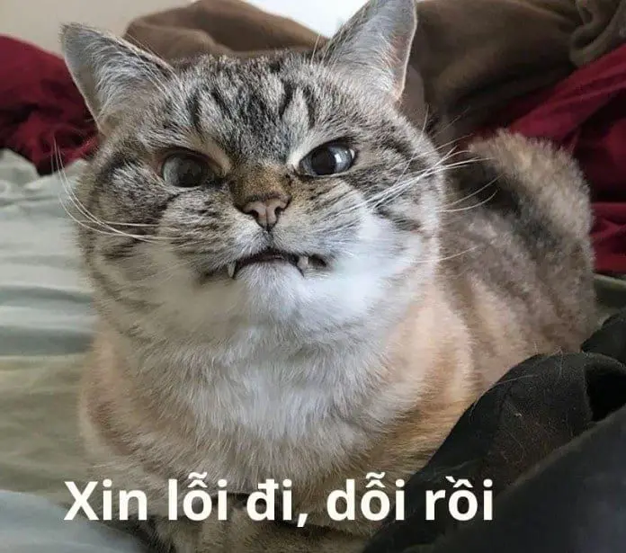 Meme siêu hài hước thể hiện cảm xúc một cách dễ thương