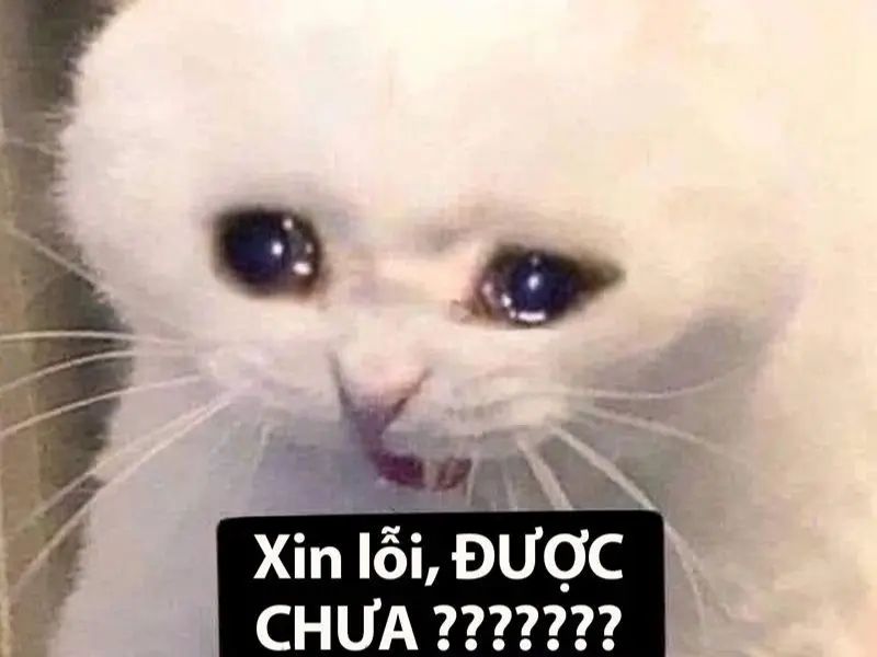 Meme khiến bạn thấy những cảm xúc tức giận trở nên đáng yêu