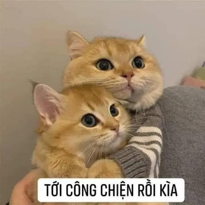 Meme ôm cho các cặp vợ chồng