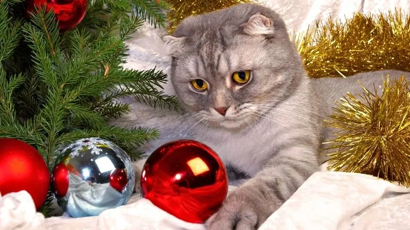 Avatar Cat Christmas, mang không khí lễ hội vào tài khoản của bạn.