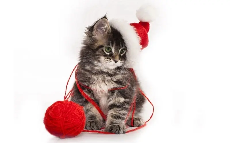 Avatar Cat Christmas, sự lựa chọn hoàn hảo để chào đón mùa lễ hội.