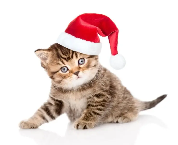 Hình ảnh của Avatar Cat Christmas, sự lựa chọn hoàn hảo cho mùa lễ hội.