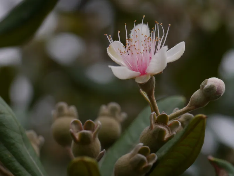 Cây hoa sim nở vào mùa hè