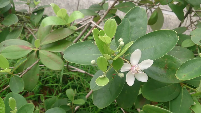 Sim Flower Blooming tạo ra một cảnh thơ mộng