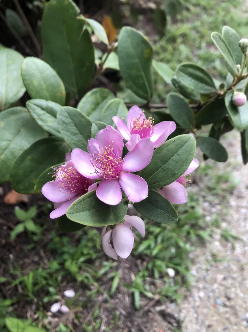 Hoa sim màu tím lắc lư trong gió