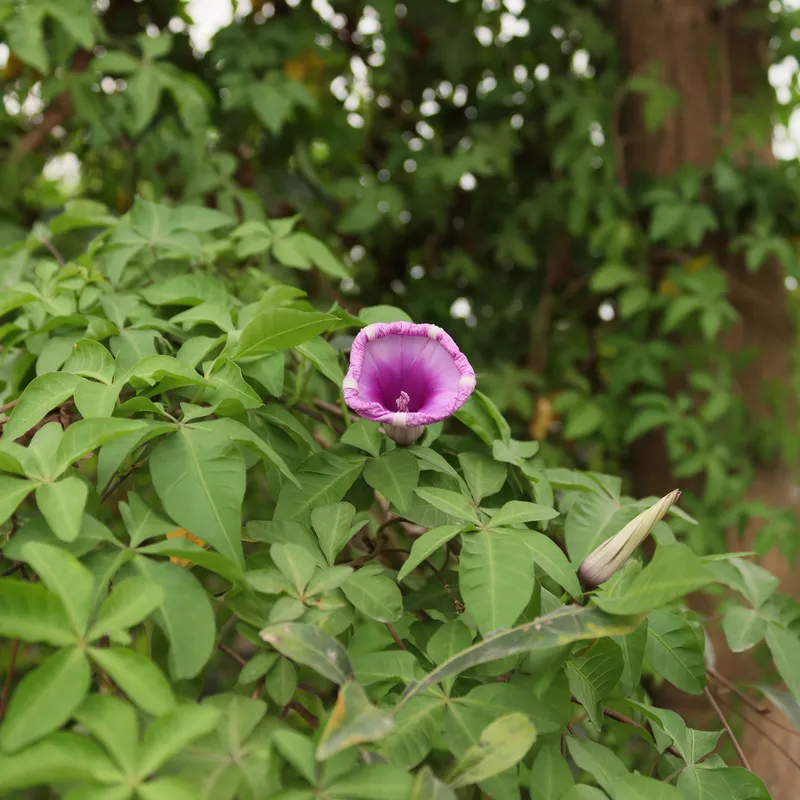 Hoa nở trong không gian yên tĩnh