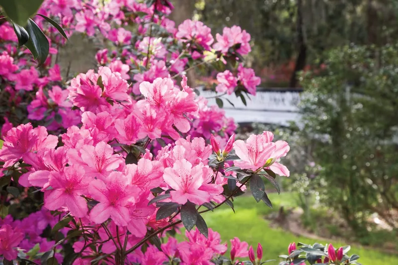 Hoa azaleas có nhiều màu sắc