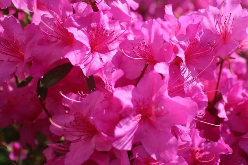 Azaleas nở đều