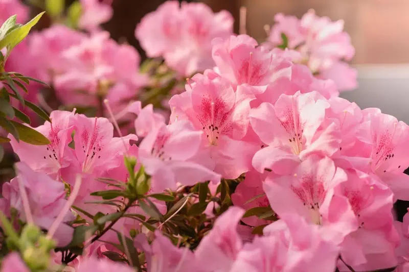 Hoa Azaleas tại Chợ Hoa