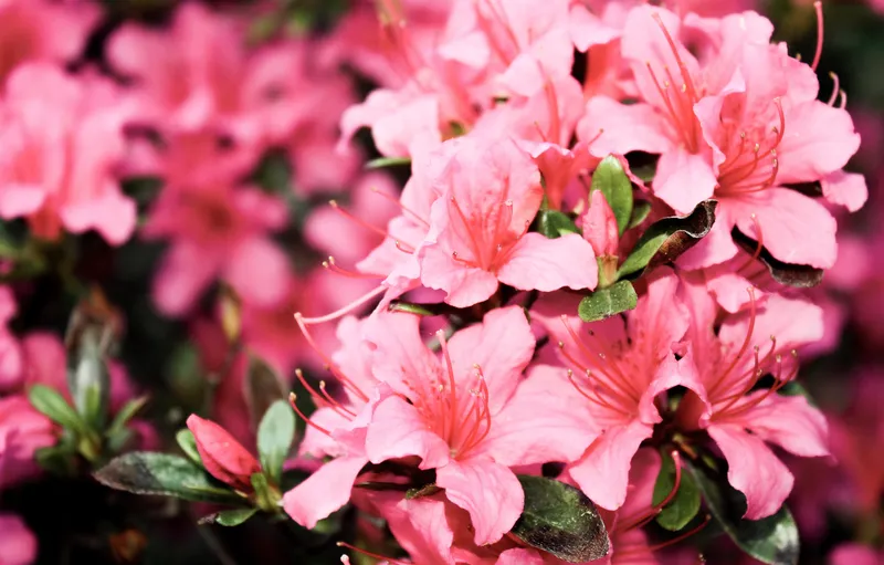 Azaleas đầy màu sắc