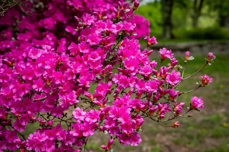 Cánh hoa Azaleas nở hoa