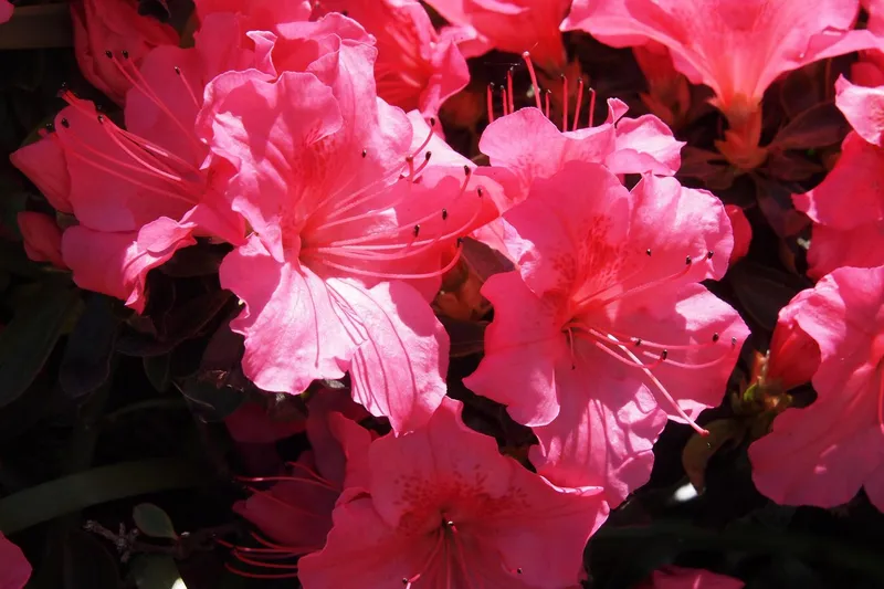 Azaleas tiếp xúc với ánh nắng mặt trời