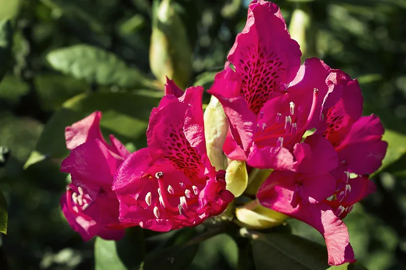 Azaleas quyến rũ