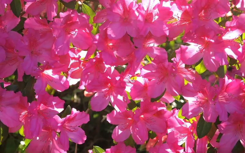 Red Azaleas Pot