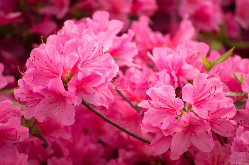 Rhododendrons mỏng