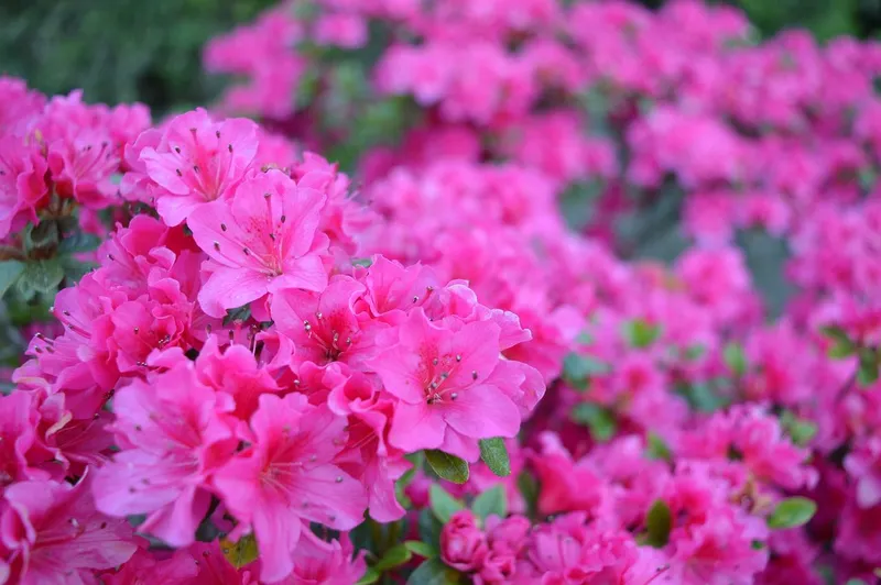 Trực tiếp Azalea