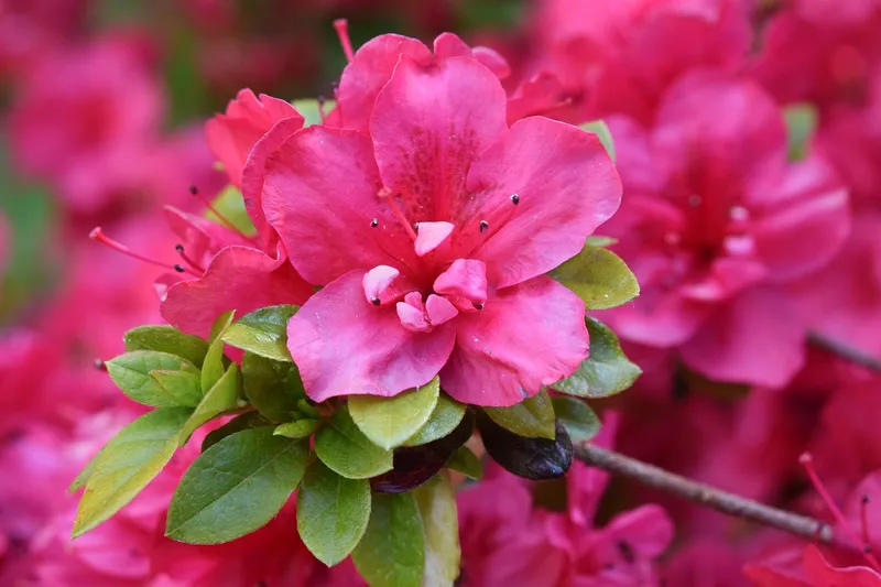 Azaleas Màu đặc biệt