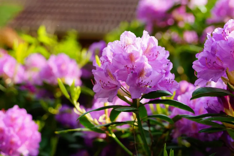 Azaleas Màu đặc biệt