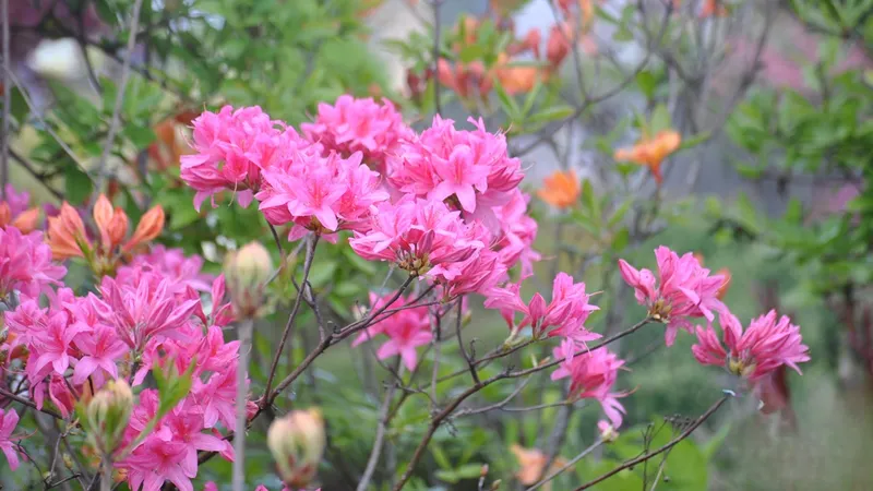 Hoa Rhododendron nổi bật trong ánh sáng