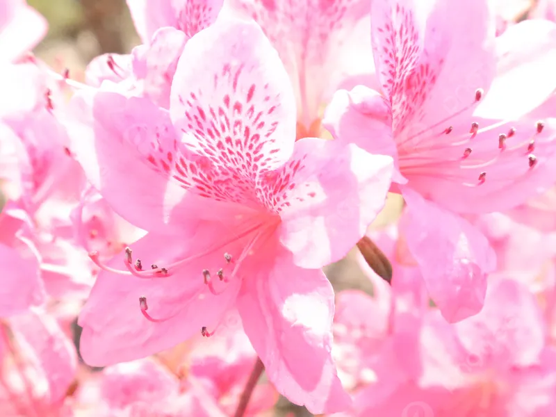 Hoa azaleas tạo ra điểm nhấn