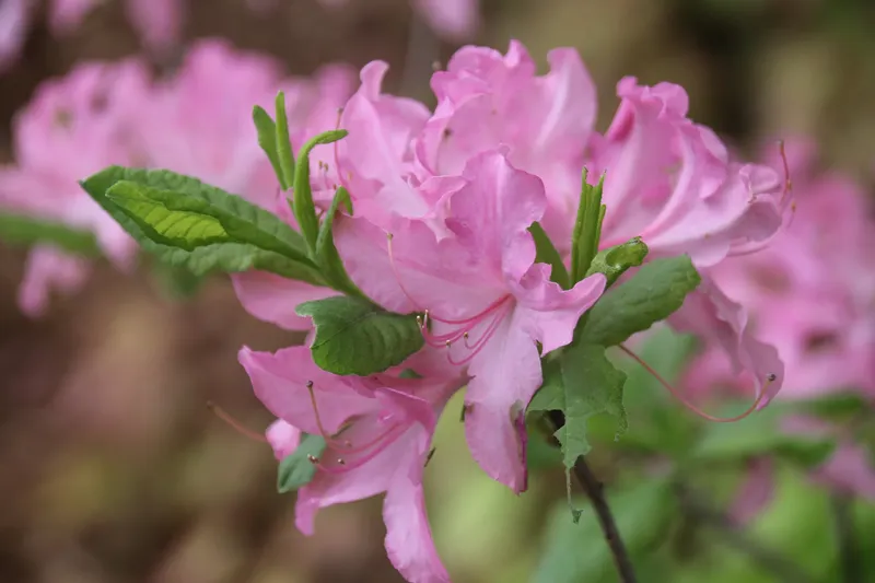 Azaleas đầy năng lượng