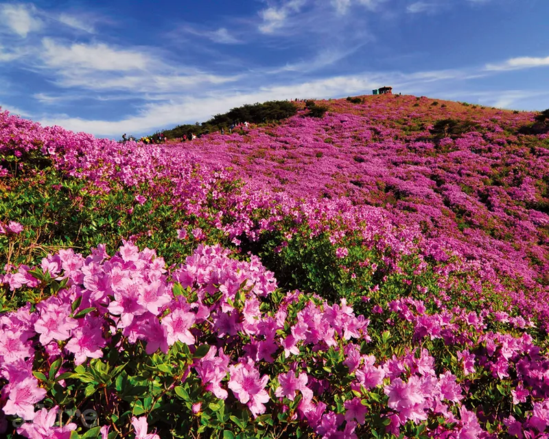 Azaleas mềm