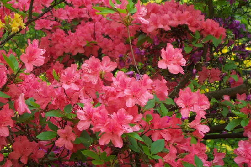 Azaleas độc đáo