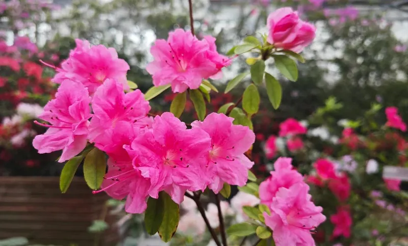 Azaleas đặc biệt