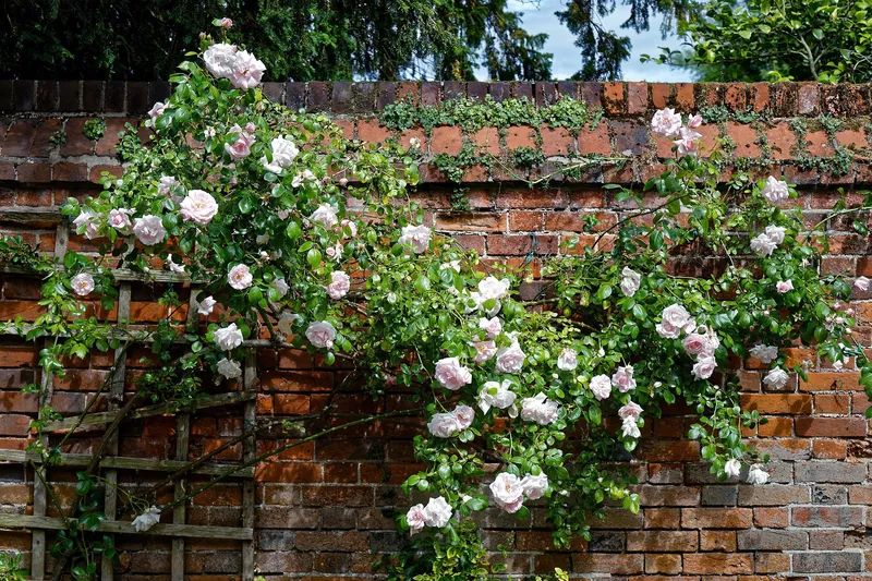 Rose leo lên trong vườn xanh