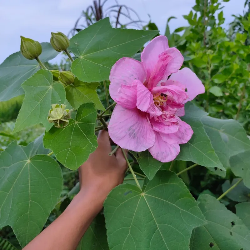 Những bông hoa nở hoa nở rộ