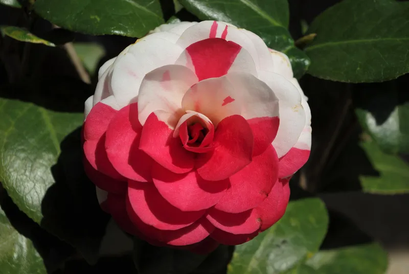 Cánh hoa Camellia mềm mại và tinh tế