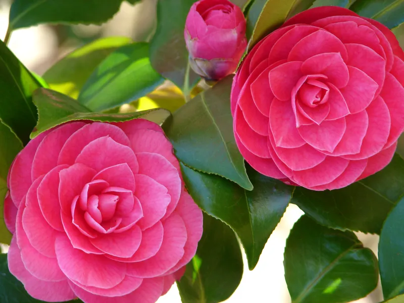 Camellia đầy sức sống