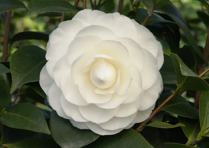 Cuộc đua Camellia nở hoa