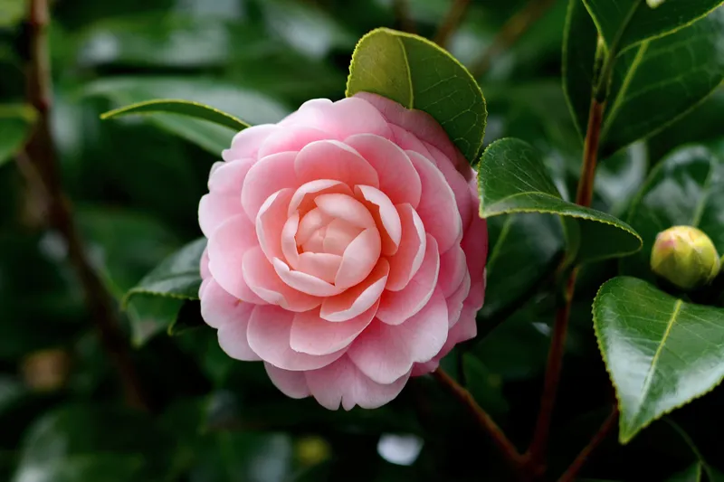 Vẻ đẹp của Camellia trong ánh mặt trời buổi sáng