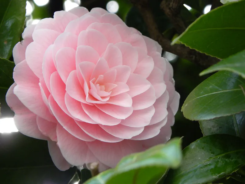 Hoa hoa Camellia tỏa ra mùi hương mát mẻ