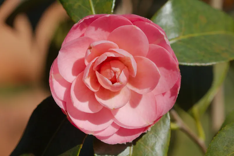 Vẻ đẹp thuần khiết của Camellia