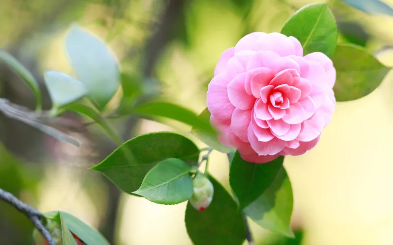 Camellia nhẹ nhàng vào mặt trời buổi chiều