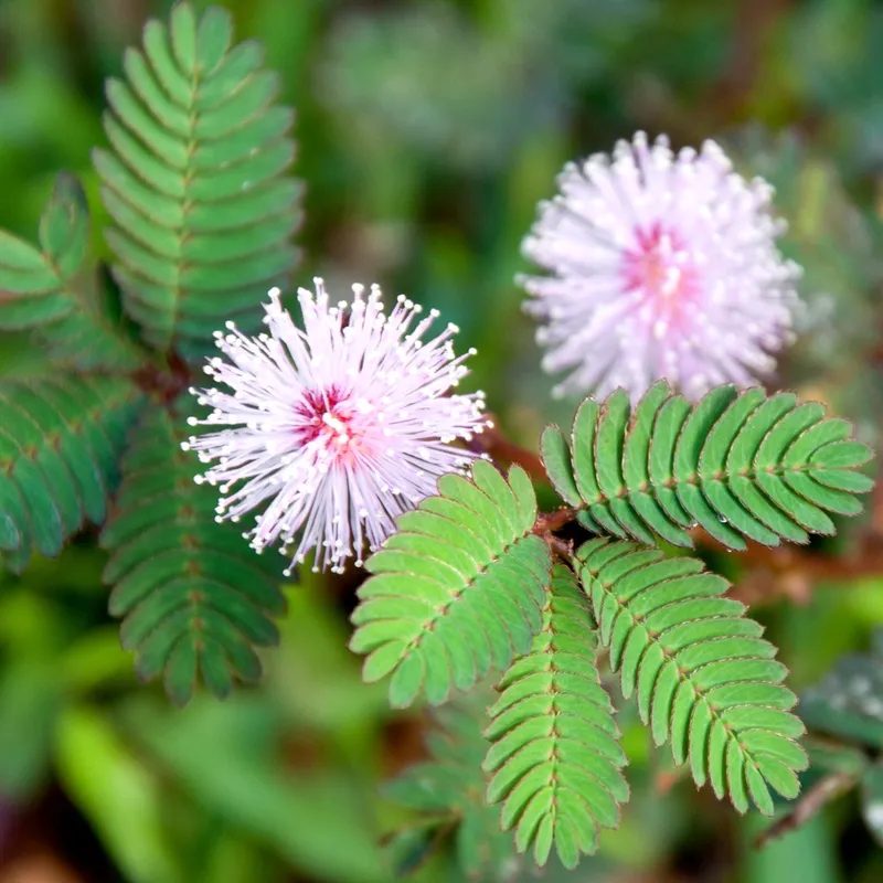 Hoa Virgin cùng nhau