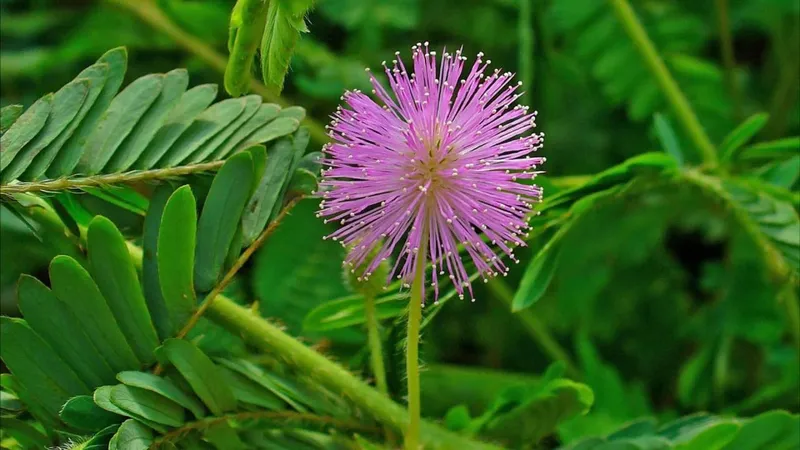 Cánh hoa Virgin mềm mại