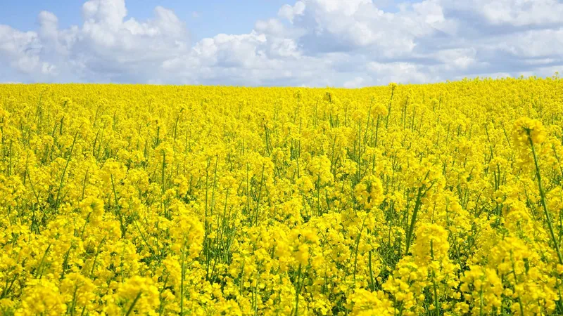 Golden Mustard Field - Một nơi để bảo tồn vẻ đẹp hòa bình của vùng nông thôn.