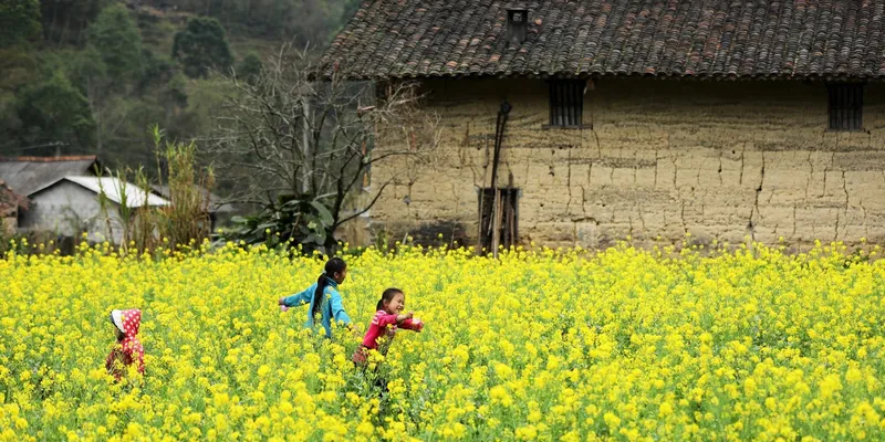 Đi du lịch với hoa mù tạt màu vàng - Một trải nghiệm khó quên vào mùa xuân.