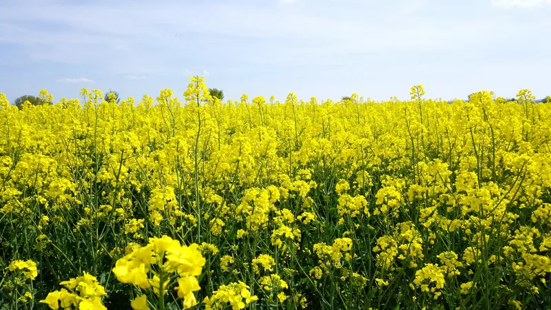 Golden Field là điểm đến lý tưởng cho mùa du lịch.