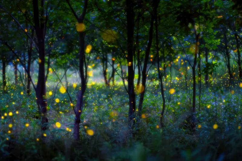 Hình nền Firefly, giao điểm giữa thiên nhiên và nghệ thuật.