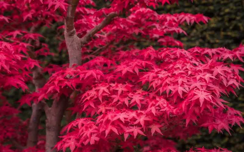 Thiên nhiên mùa thu đẹp thông qua hình nền Maple màu đỏ độc đáo