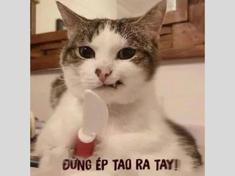 Meme nổi tiếng làm cho người xem cười