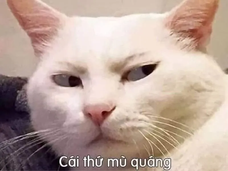 Meme nổi tiếng và không thể nào quên