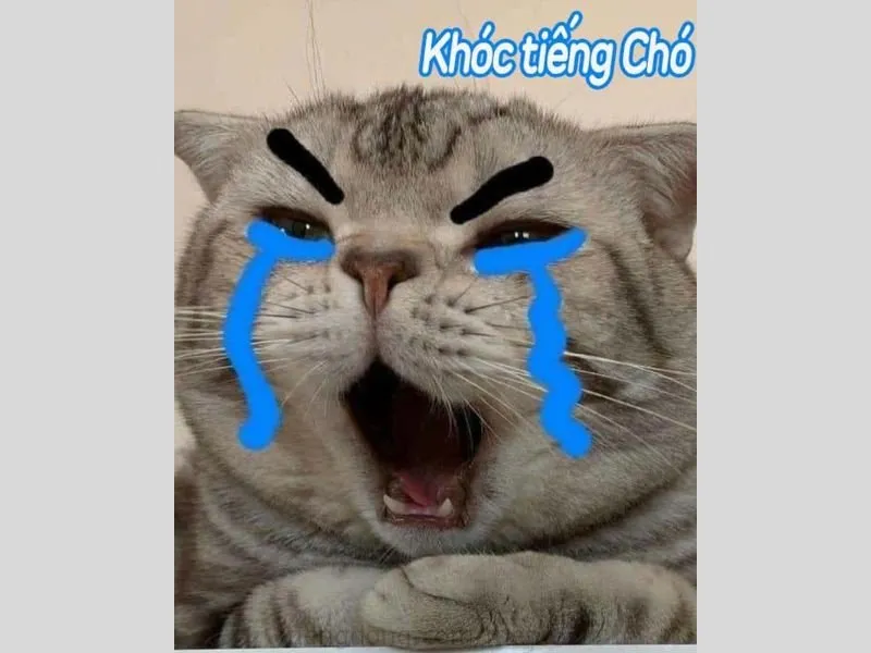 Meme nổi tiếng với biểu hiện thực sự và độc đáo của nó