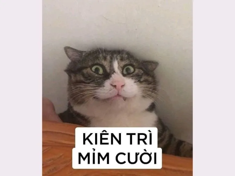 Meme nổi tiếng lan truyền niềm vui