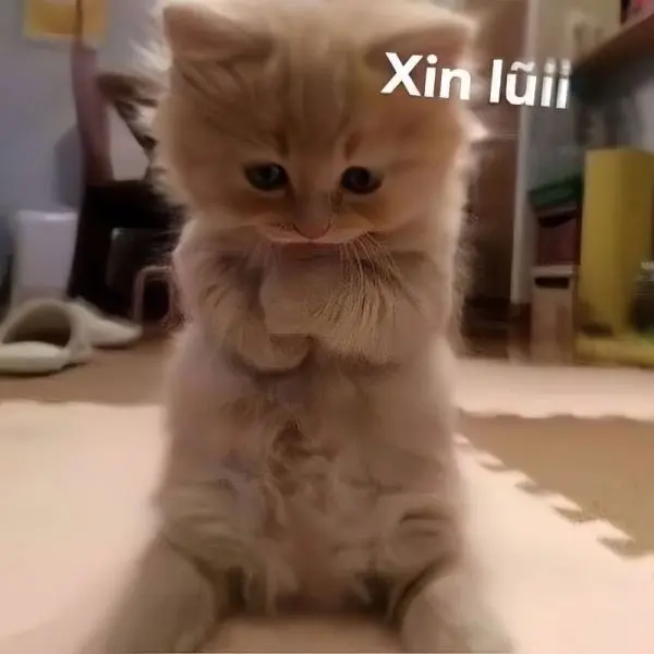 Meme Cat Cat Meme khiến bạn cảm thấy yêu thương hơn